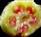  Ovary T.S.